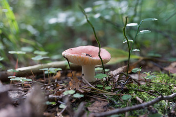 Грибочки(mushroom)