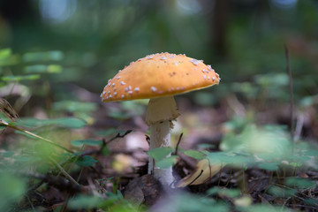 Грибочки(mushroom)