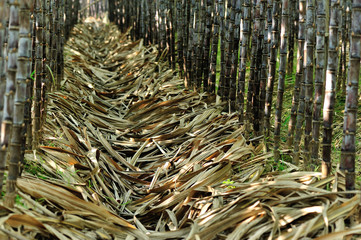 Sugarcane plants in growth at field