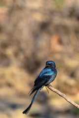 Ashy drongo of Indian sub-continent