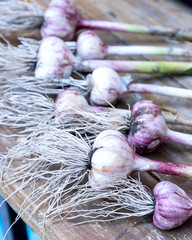 Organic Garlic Fresh Garlic on Wooden Table Harvest Vegetable Horizontal