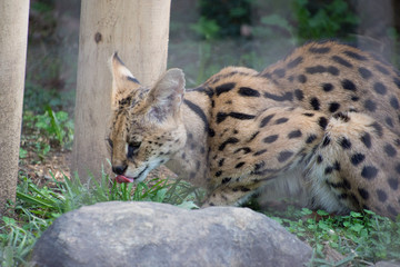 サーバル