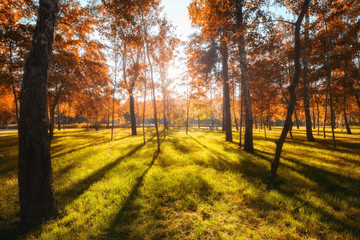 Sunlighted yellow and red autumn tree in a city park
