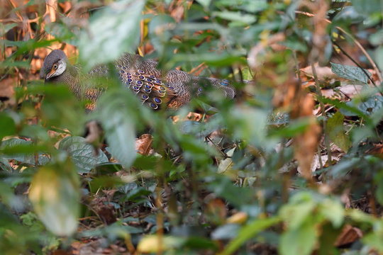 Grey peacock-pheasant in the forest