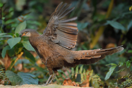 Grey peacock-pheasant in the forest