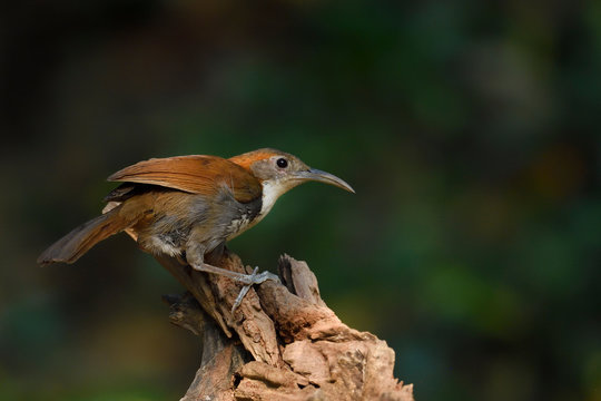 Large scimitar babbler bird on a tree trunk