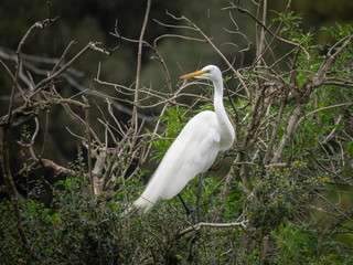 White egret on branches