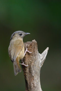 Babbler bird sit on a tree trunk