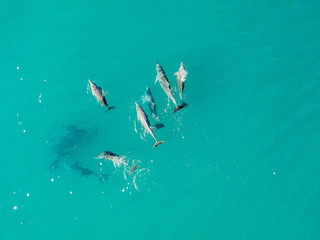 Dolphins playing in the water as shot from a drone