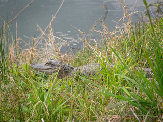 Wildlife in nature