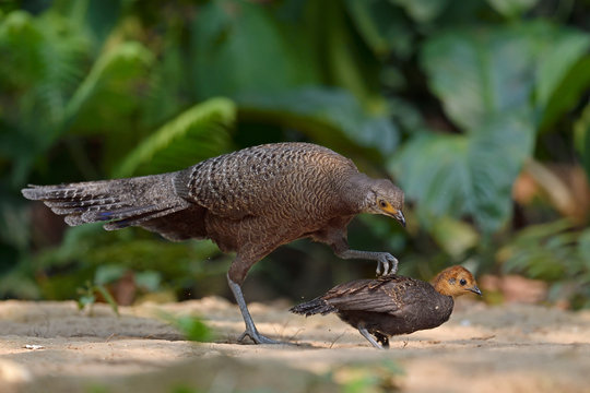 Peacock pheasant with chick in forest