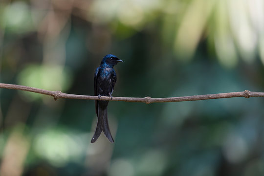 Bronzed drongo sit on tree branch