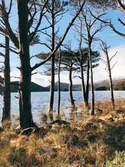 tree by water