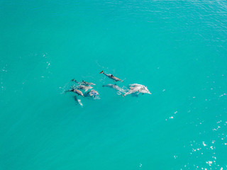 A pod of dolphins playing in the water 