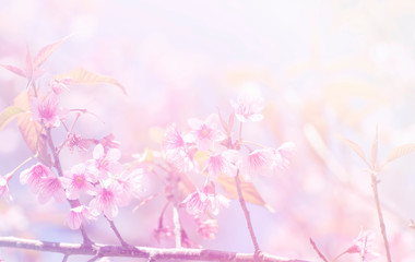 Blurred of Sakura flowers blooming. in the pastel color style for background.