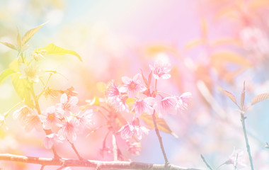 Blurred of Sakura flowers blooming. in the pastel color style for background.