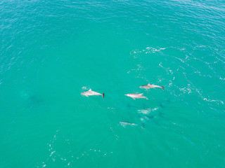 A pod of dolphins playing in the water 