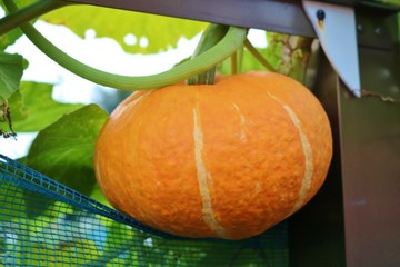 かぼちゃ　夏　実る　畑　杤木