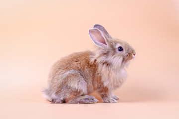 Obraz premium The brown furry little rabbit is on an orange background in the studio.