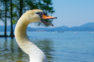 Schwan mit offenem Schnabel