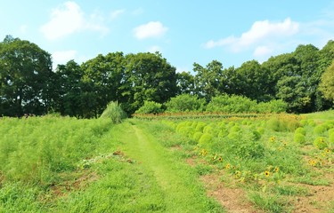 Obraz premium 風景 夏 田舎 コキア 茨城