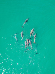 A pod of dolphins playing in the water 