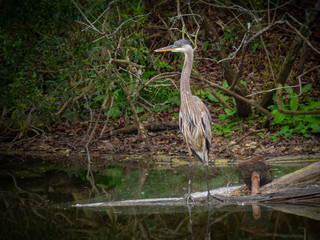 Great blue heron fishing