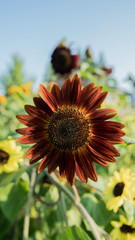 夏のひまわり