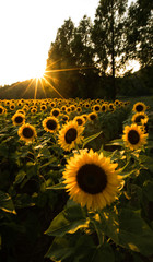 夏のひまわりと太陽