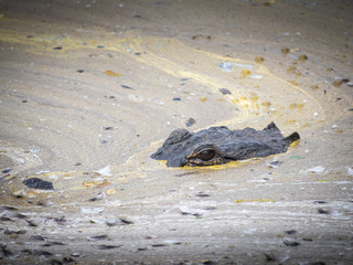 Alligator in water