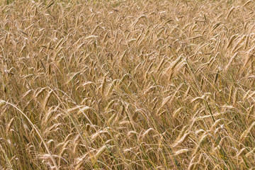 Spikelets of rye on the agricultural field.