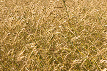 Spikelets of rye on the agricultural field.
