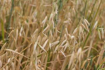 Spikelets of oats on an agricultural field.