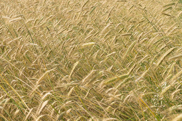 Spikelets of rye on the agricultural field.