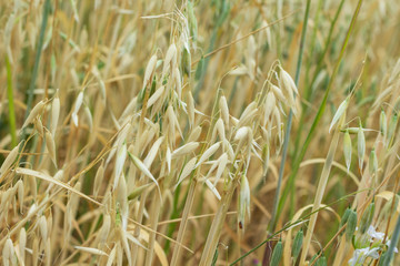 Spikelets of oats on an agricultural field.