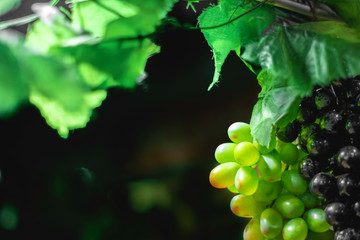 Mascara de hojas de vino