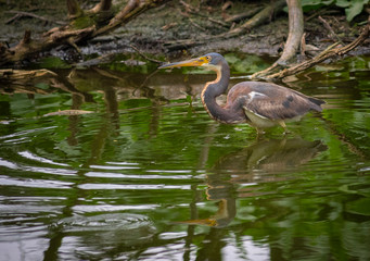 Tricolored Heron fishing