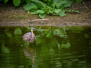 Tricolored Heron fishing