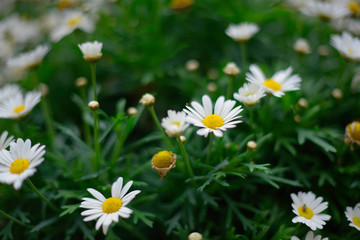 Obraz premium margherita flowers
