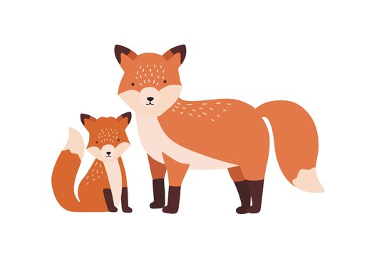 Fox with cub or pup isolated on white background