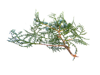 thuja isolated on white background