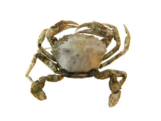 crab isolated on white background