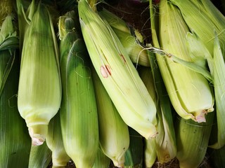 Fototapeta premium Corncob with leaves