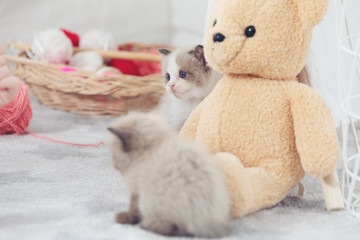 Fototapeta premium Cute kitten looking something in the home.