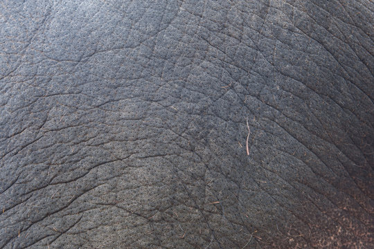 close up skin of Elephants used to design texture background.