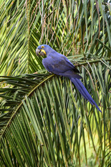 Hyacinth Macaw,Pantanal Forest, Brazil