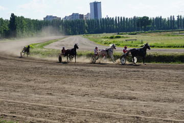 horse running