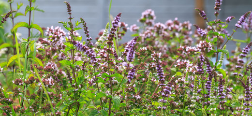 Mint blooms in the garden purple and white flowers of different varieties of mint