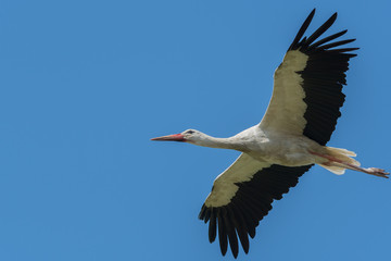 Fototapeta na wymiar White Stork in flight-European Stork, Ciconia Ciconia. Isolated on a blue background. 