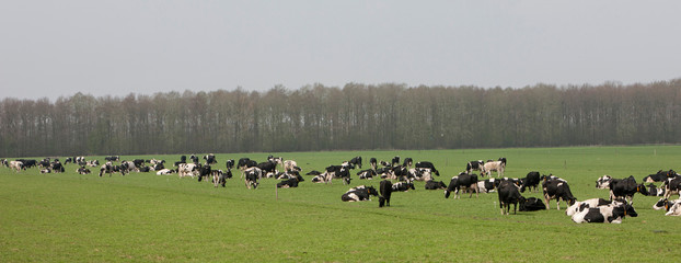 Cows in Dutch meadow. Grazing. Big flock of cows. Panorama. Netherlands. Farming.